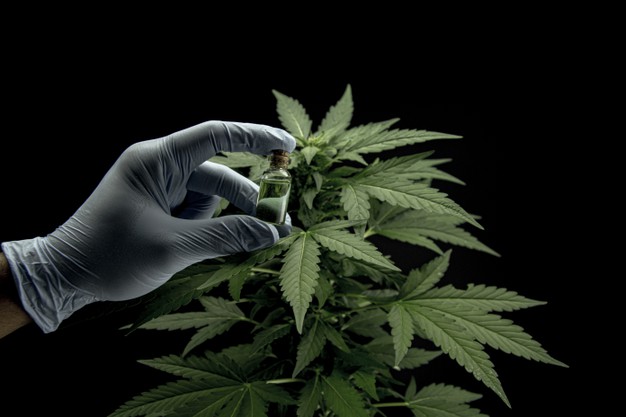 Le cannabis dans le domaine médical