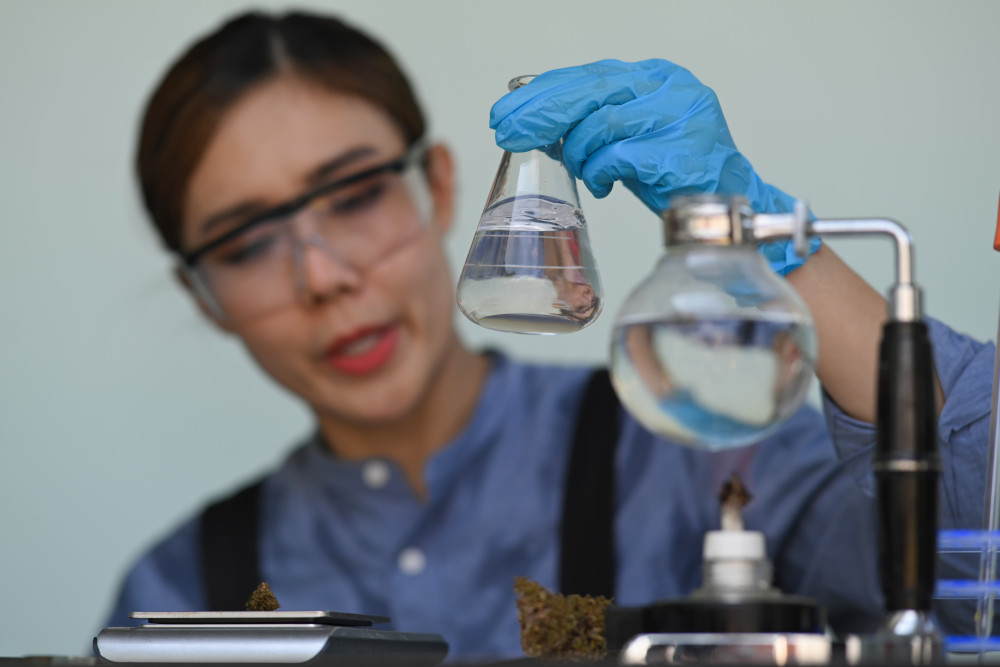 Devenir producteur de CBD : enjeux, réglementations et perspectives d'avenir